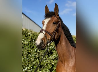 Hanovrien, Jument, 4 Ans, 172 cm