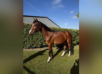 Hanovrien, Jument, 4 Ans, 172 cm