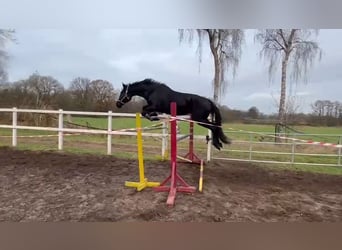 Hanovrien, Jument, 4 Ans, 172 cm, Noir