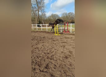 Hanovrien, Jument, 4 Ans, 172 cm, Noir