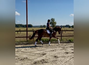 Hanovrien, Jument, 4 Ans, 173 cm, Alezan