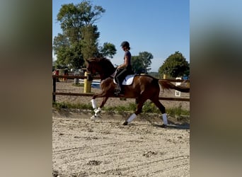 Hanovrien, Jument, 4 Ans, 173 cm, Alezan