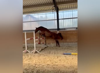 Hanovrien, Jument, 4 Ans, 173 cm, Alezan