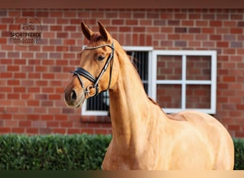 Hanovrien, Jument, 4 Ans, 173 cm, Alezan