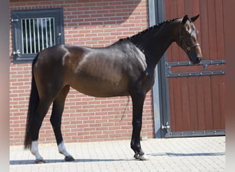 Hanovrien, Jument, 4 Ans, 173 cm, Bai