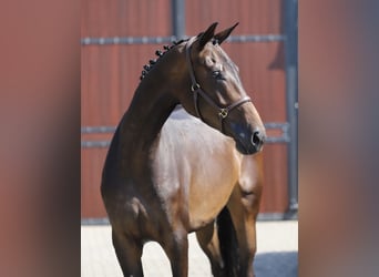 Hanovrien, Jument, 4 Ans, 173 cm, Bai