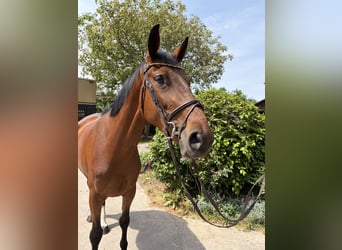 Hanovrien, Jument, 4 Ans, 173 cm, Bai