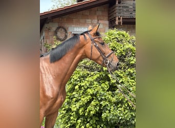 Hanovrien, Jument, 4 Ans, 173 cm, Bai