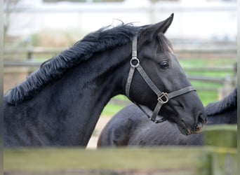 Hanovrien, Jument, 4 Ans, 173 cm, Noir