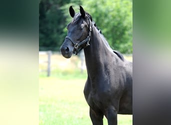 Hanovrien, Jument, 4 Ans, 173 cm, Noir