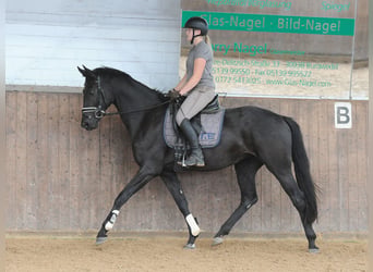Hanovrien, Jument, 4 Ans, 173 cm, Noir