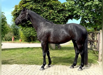 Hanovrien, Jument, 4 Ans, 173 cm, Noir
