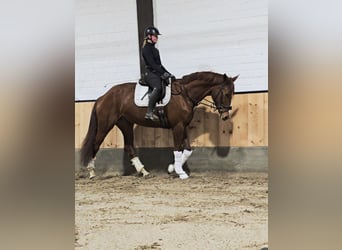 Hanovrien, Jument, 4 Ans, 174 cm, Alezan