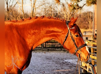 Hanovrien, Jument, 4 Ans, 174 cm, Alezan