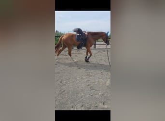 Hanovrien, Jument, 4 Ans, 174 cm, Alezan