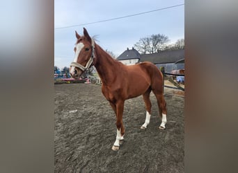 Hanovrien, Jument, 4 Ans, 174 cm, Alezan