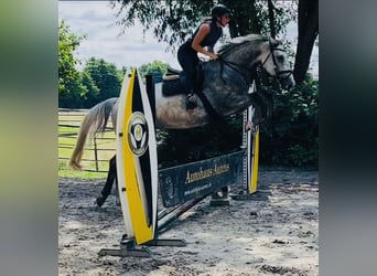 Hanovrien, Jument, 4 Ans, 174 cm, Gris pommelé