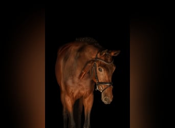 Hanovrien, Jument, 4 Ans, 175 cm, Bai