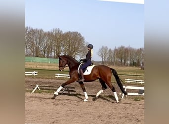 Hanovrien, Jument, 4 Ans, 175 cm, Bai