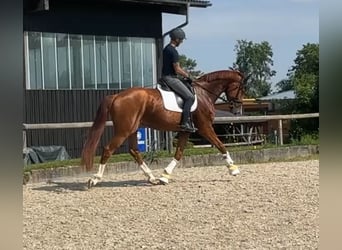 Hanovrien, Jument, 4 Ans, 178 cm, Alezan brûlé