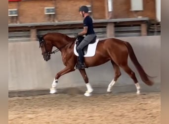 Hanovrien, Jument, 4 Ans, 178 cm, Alezan brûlé