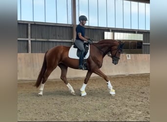 Hanovrien, Jument, 4 Ans, 178 cm, Alezan brûlé