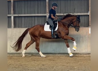 Hanovrien, Jument, 4 Ans, 178 cm, Alezan brûlé