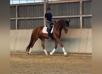 Hanovrien, Jument, 4 Ans, 178 cm, Alezan brûlé