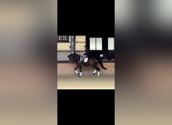 Hanovrien, Jument, 4 Ans, 180 cm, Bai