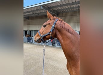 Hanovrien, Jument, 4 Ans, 188 cm, Alezan brûlé
