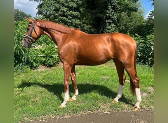Hanovrien, Jument, 4 Ans, Alezan