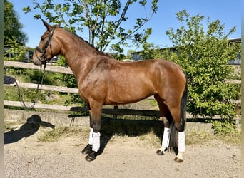 Hanovrien, Jument, 4 Ans, Bai