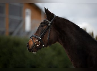 Hanovrien, Jument, 4 Ans, Bai