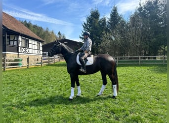 Hanovrien, Jument, 4 Ans, Noir