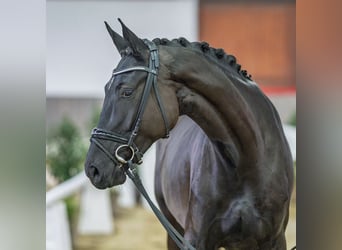 Hanovrien, Jument, 4 Ans, Noir