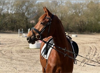 Hanovrien, Jument, 5 Ans, 158 cm, Alezan brûlé