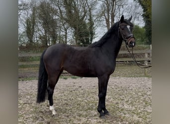 Hanovrien, Jument, 5 Ans, 158 cm, Bai brun
