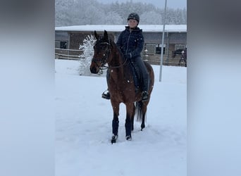 Hanovrien, Jument, 5 Ans, 158 cm, Bai