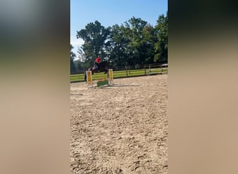 Hanovrien, Jument, 5 Ans, 158 cm, Noir