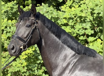 Hanovrien, Jument, 5 Ans, 158 cm, Noir