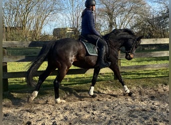 Hanovrien, Jument, 5 Ans, 160 cm, Bai brun