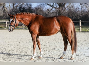 Hanovrien, Jument, 5 Ans, 161 cm, Alezan