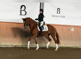 Hanovrien, Jument, 5 Ans, 161 cm, Alezan