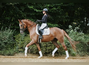 Hanovrien, Jument, 5 Ans, 161 cm, Alezan