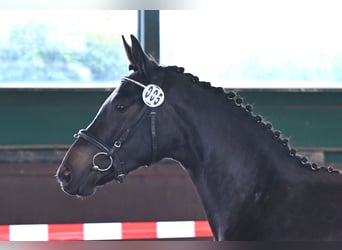 Hanovrien, Jument, 5 Ans, 161 cm, Bai brun foncé