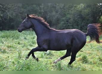 Hanovrien, Jument, 5 Ans, 161 cm, Bai brun foncé