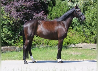 Hanovrien, Jument, 5 Ans, 162 cm, Bai brun foncé