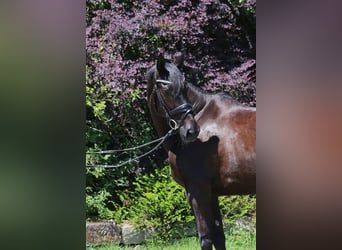 Hanovrien, Jument, 5 Ans, 162 cm, Bai brun foncé