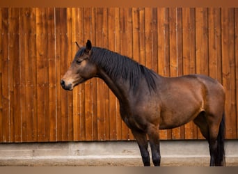 Hanovrien, Jument, 5 Ans, 162 cm, Bai