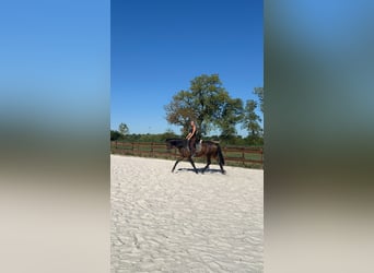 Hanovrien, Jument, 5 Ans, 162 cm, Bai
